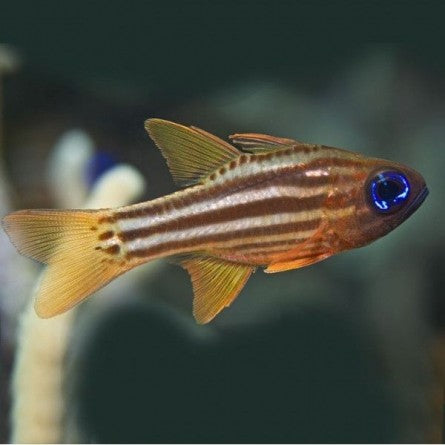 Ochre Striped Blue Eye Cardinal