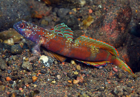 Wide-barred Shrimp Goby - Violet Sea Fish and Coral