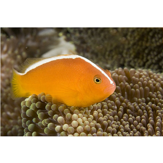 Orange Skunk Clownfish - Violet Aquarium