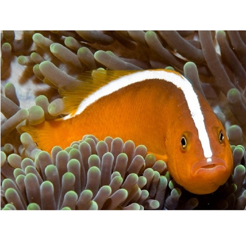 Orange Skunk Clownfish - Violet Aquarium