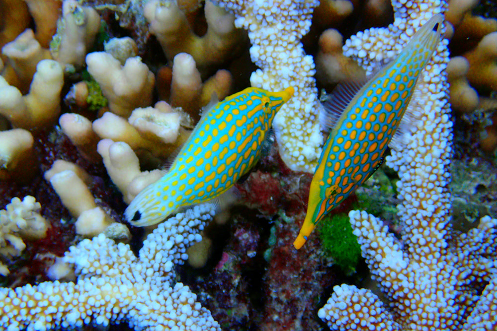 Orange Spotted Filefish - Violet Aquarium