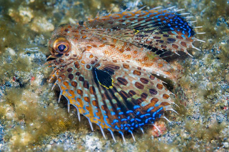 Oriental Flying Gunard - Violet Sea Fish and Coral