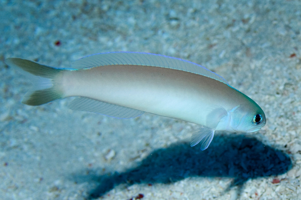 Grey Tilefish - Violet Sea Fish and Coral