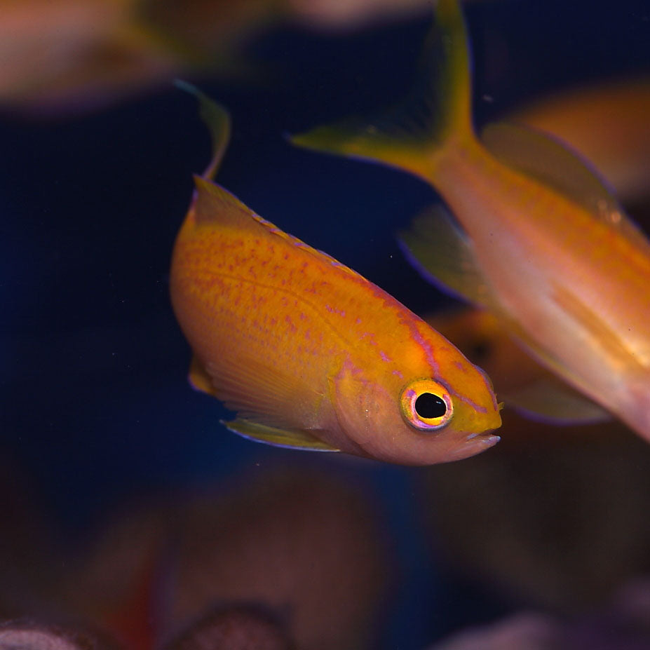 Diamond Anthias