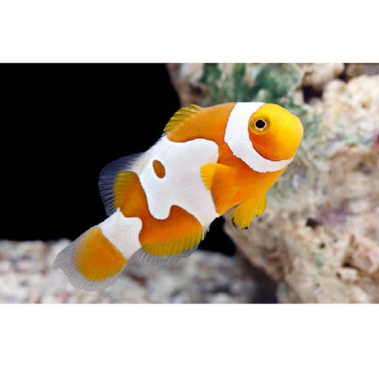 Picasso Clownfish - Violet Aquarium