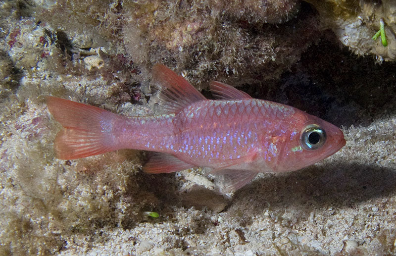 Pink/Red Cardinal Fish