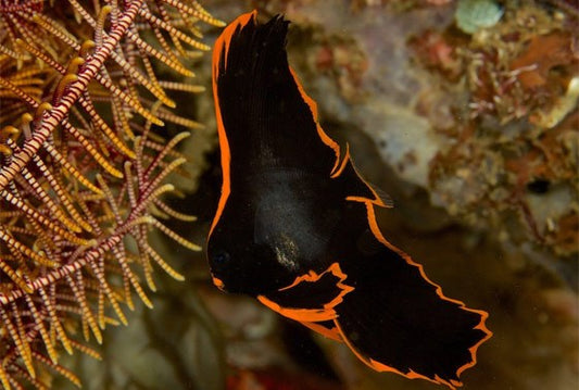 Pinnate Batfish - Violet Sea Fish and Coral