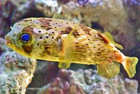 Porcupine Pufferfish - Violet Sea Fish and Coral