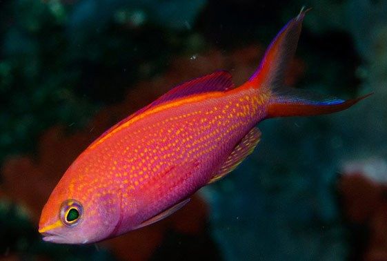 Smithvaniz Anthias