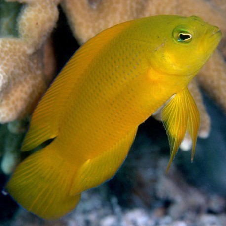 Dusky Dottyback - Violet Sea Fish and Coral