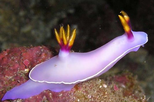 Purple Nudibranch - Violet Sea Fish and Coral