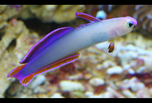 Purple Firefish Goby - Violet Aquarium