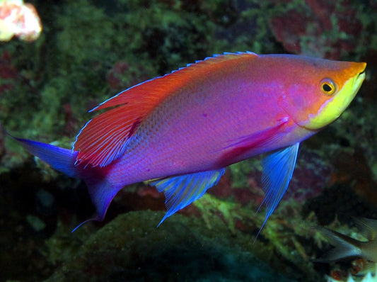 Purple Queen Anthias - Violet Sea Fish and Coral