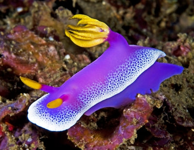 Purple Sea Slug - Violet Sea Fish and Coral