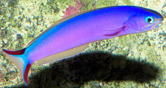 Purple Tilefish Size: XL 4" to 5"