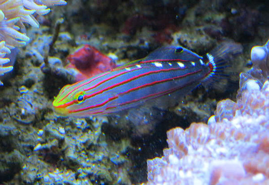 Rainford's Goby - Violet Sea Fish and Coral