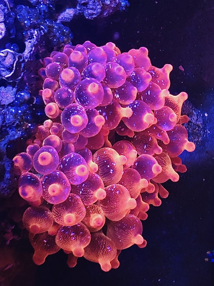 White Speckled Rose Bubble Tip Anemone (Indo) Size: S 1" to 2"