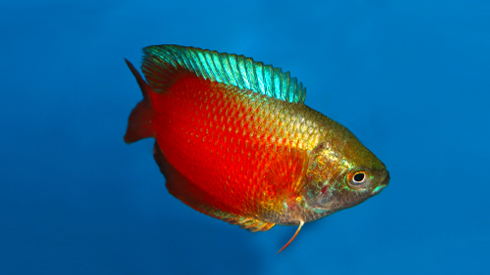 Red Dwarf Gourami