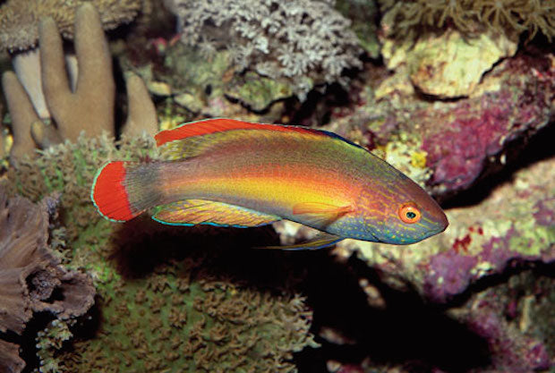 Red Margin Fairy Wrasse - Violet Sea Fish and Coral