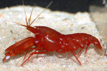 Red Pistol Shrimp - Violet Aquarium