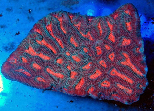 Red Platygyra Coral - Violet Sea Fish and Coral