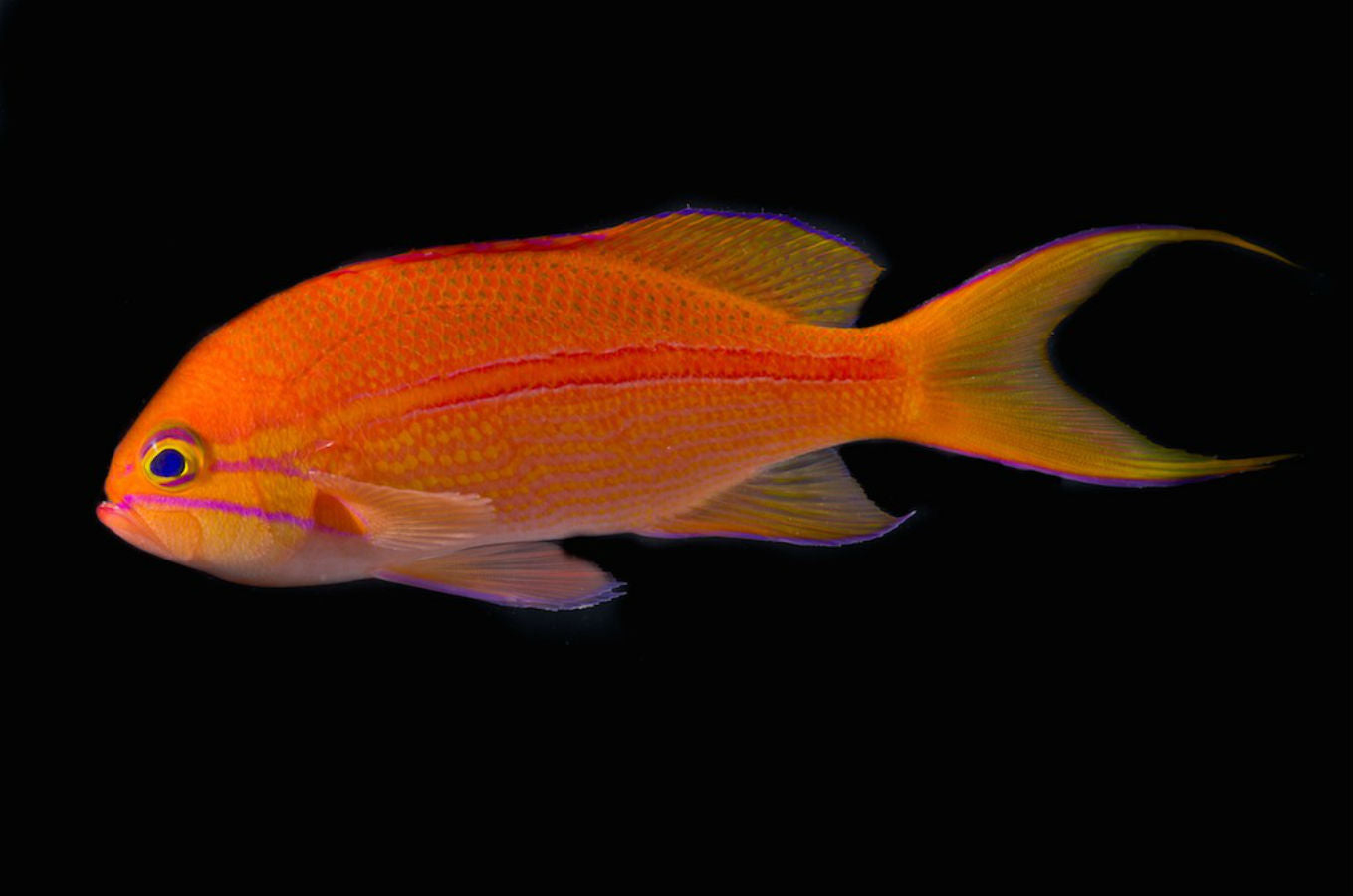 One-Stripe Anthias - Violet Aquarium