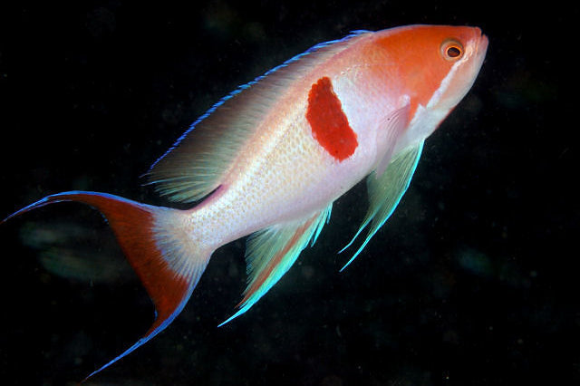 Red Bar Cooperi Anthias (Female)