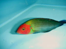Red Face Fairy Wrasse Size: Tiny 1" or Below