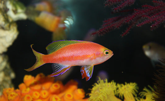 Resplendent Anthias - Violet Sea Fish and Coral