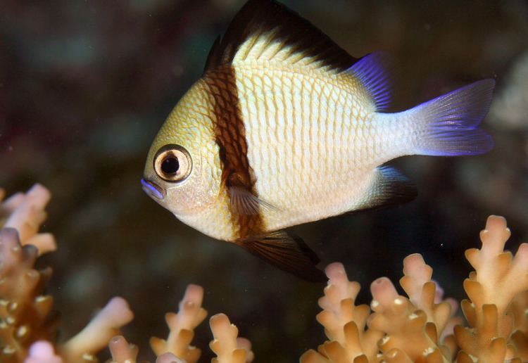 Two Stripe Damselfish - Violet Sea Fish and Coral