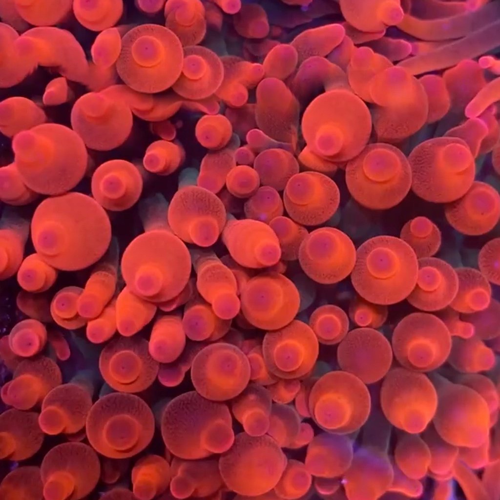 Rose Bubble Tip Anemone Premium Grade A Australia