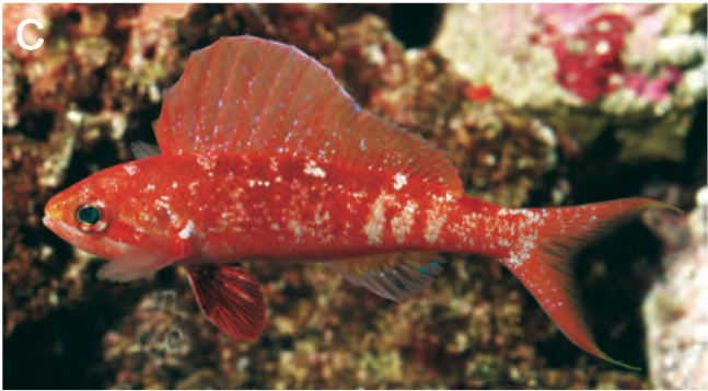 Sailfin Anthias - Violet Sea Fish and Coral