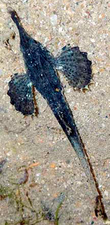 Dragon Sea Moth - Violet Sea Fish and Coral