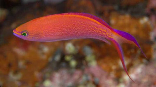 Princess Anthias - Violet Sea Fish and Coral