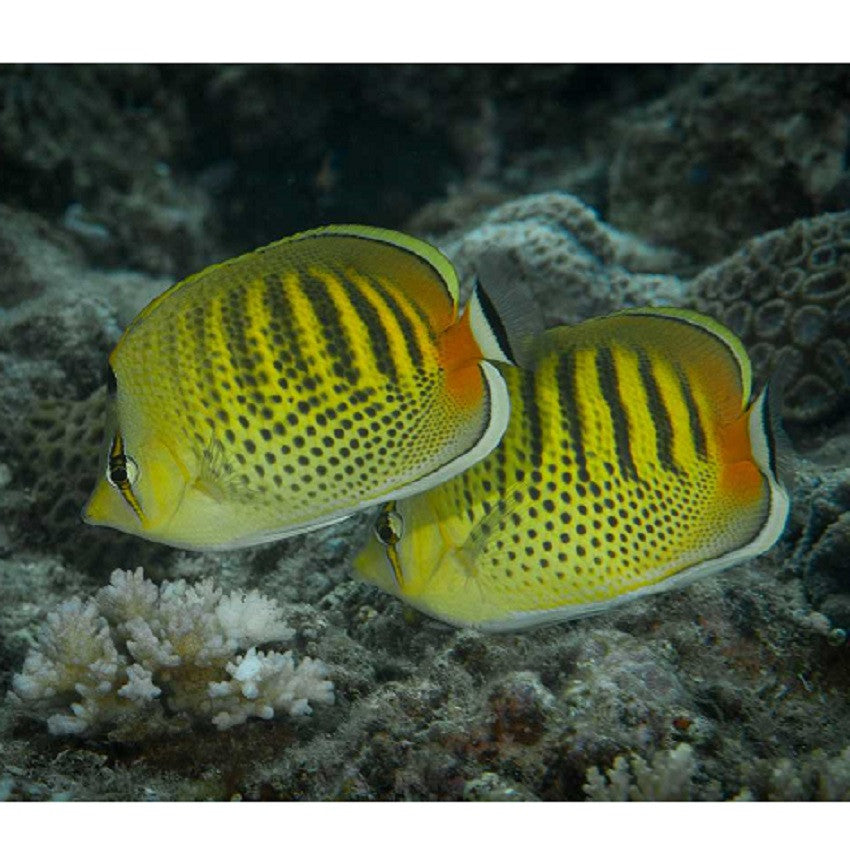Punctato Butterflyfish - Violet Aquarium
