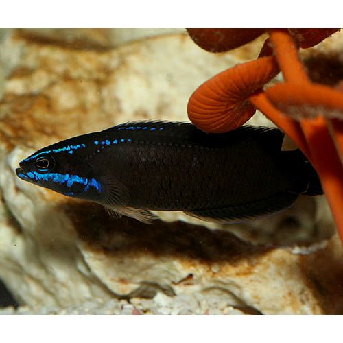 Springeri Dottyback - Violet Sea Fish and Coral
