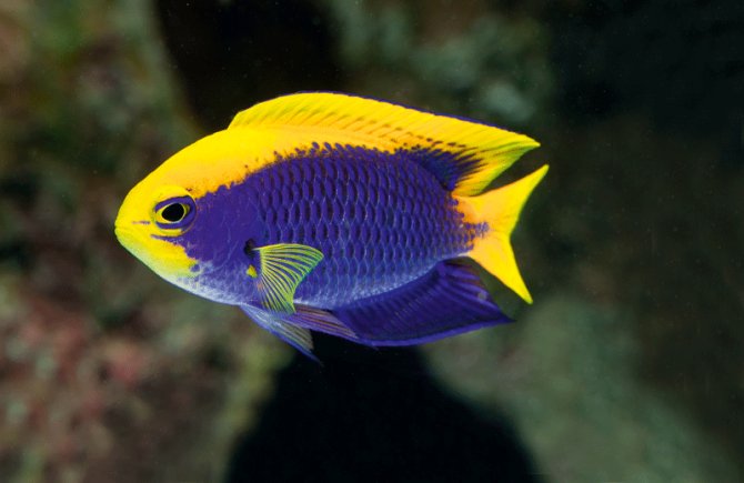 Starki Damselfish