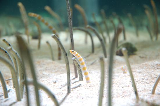 Spotted Garden Eel - Violet Sea Fish and Coral