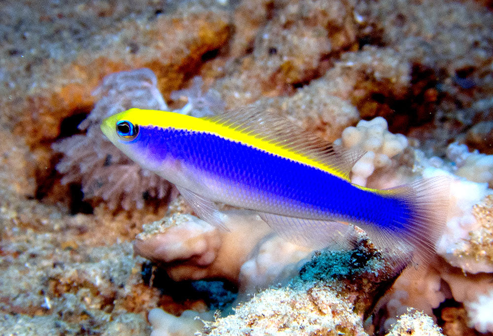 Red Sea Sunrise Dottyback - Violet Sea Fish and Coral