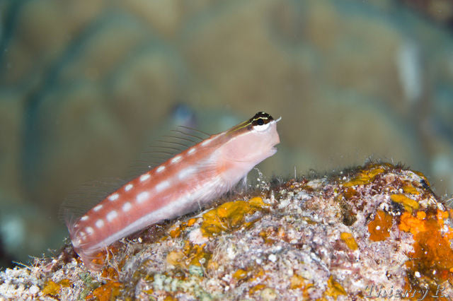Tiger Blenny