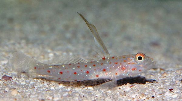 Tangaroa Goby - Violet Sea Fish and Coral