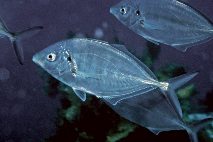 Silver Trevally Size: L 4" to 5"