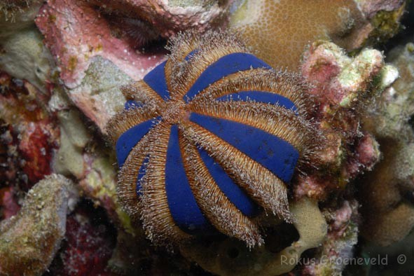 Tuxedo Urchin