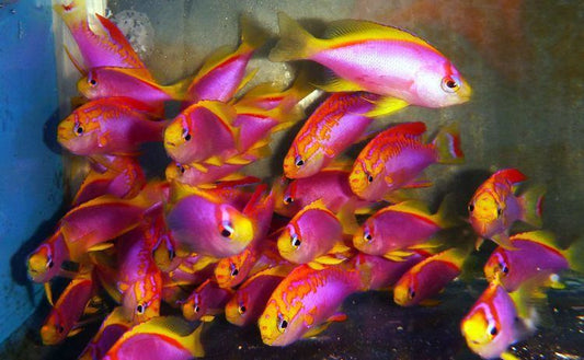 Ventralis Anthias - Violet Sea Fish and Coral