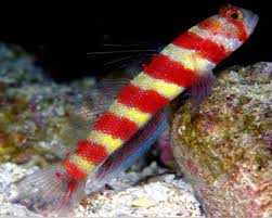 Wheeler's Bumblebee Shrimp Goby Size: XL 1.75" to 2" - Violet Aquarium