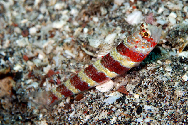 Wheeler's Bumblebee Shrimp Goby Size: XL 1.75" to 2" - Violet Aquarium