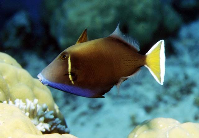 Halfmoon Triggerfish - Violet Aquarium