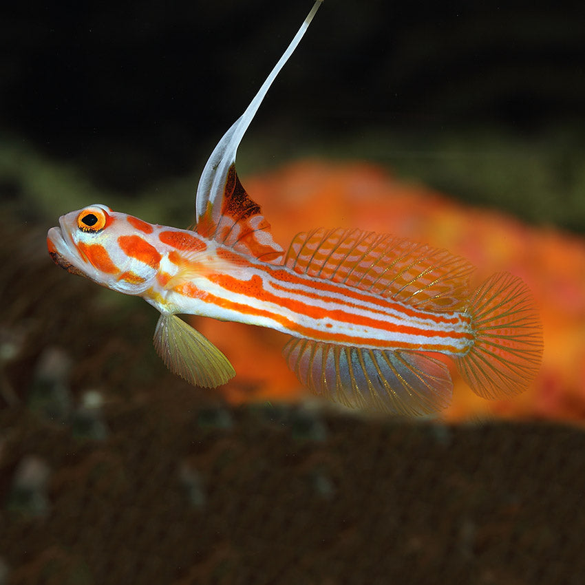 Yasha Goby