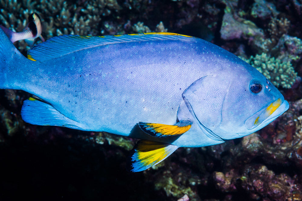 Blue and Yellow Grouper - Violet Sea Fish and Coral