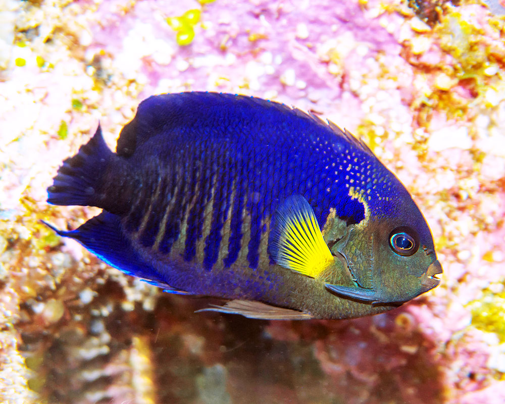 Yellowfin Angelfish - Violet Aquarium